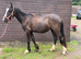 Grace - Beautiful Welsh D Filly
