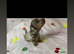 Miniature dachshund puppies