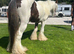 Red and white ride and drive gelding