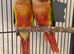 Beautiful 2026 Hand Reared Conures For Sale