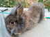 Lion head lop doe