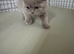 Gccf champion status British shorthair kitten exquisite!