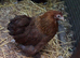 Peking banties pullets