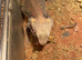 Bearded dragon for sale