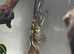 Cappuccino crested gecko