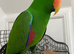 Tame and talkative eclectus parrot