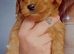 Cavapoo puppies