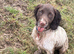10 month old Male Sprocker