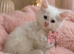 Beautiful Maine coon female