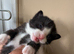 Beautiful Home-Reared Kittens – ready Sat 11th July