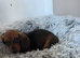 Miniature dachund