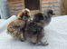 Silkie Chicks