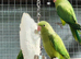 Indian ringneck