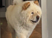 Teddy