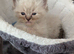 GCCF Ragdolls • Grand Champion • Blue/Seal/Lynx