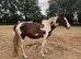 3 yo Clydesdale x Warmblood