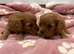 Cavapoo puppies F1