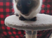 Stunning seal point female