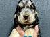KC reg show type Cocker Spaniel Puppies from DNA tested parents