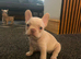 Beautiful French bulldog puppies