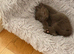 Brown British Shorthair