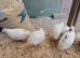 English white quail