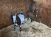 Goats for sale
