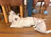 MEET YOUR FUTURE MAINE COON COMPANION