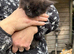 5 stunning Maine coon kittens