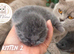 Beautiful Litter of Blue BSH Kittens