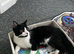 Siberian&domestic shorthair