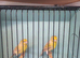 New Colour Canaries.