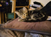 4 beautiful kittens looking for new adventures.