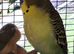 Budgies available.BF / SPLIT BWBF