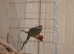 Very tame kakariki