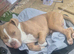 Staffy x Victorian Bulldog