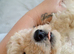 Miniature poodle