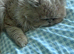 Perian Cat