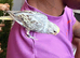Hand-Tame Baby Budgie – Ready for a Loving Home