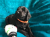 Exquisite cockapoo puppies from Health tested parents