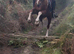 Super pony for the future