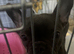 Female French bulldog