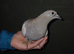 Melueman x Rubella Spread homing pigeon