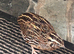 Male quail free