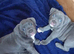 Blue staffy pups