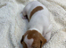Pointer puppies/ Working & Champion Bloodlines