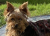 Yorkshire terrier puppies for sale