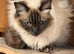 BEAUTIFUL RAGDOLL FEMALE FOR SALE