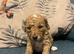 Beautiful miniature poochons puppies