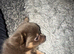 Tiny chihuahua boys